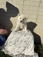 Standard White male pom, a male Pomeranian for sale in Rome City, IN – 6 of 10