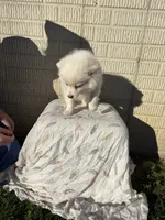 Standard White male pom, a male Pomeranian for sale in Rome City, IN – 7 of 10
