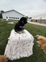 Black&blue, a male Pomeranian for sale in Rome City, IN – 3 of 5