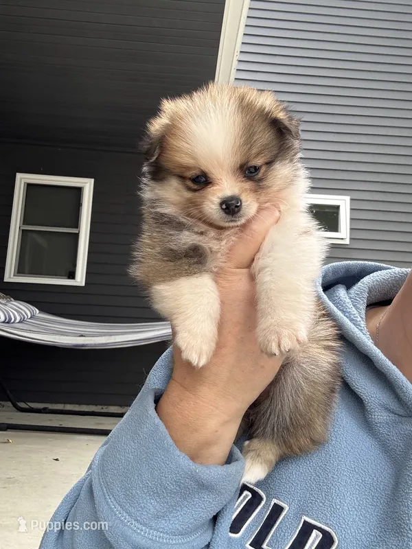 Tri-colored teacup female – Pomeranian puppy on hold in Rome City, IN