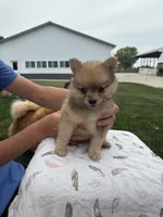 Red Merle male, a male Pomeranian for sale in Rome City, IN – 3 of 6