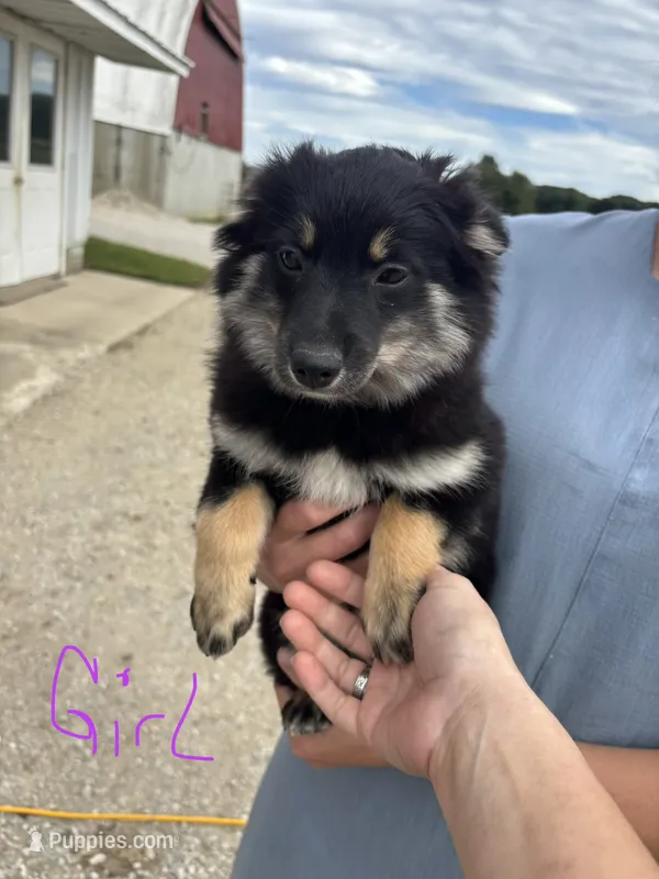 Red female – Pomeranian puppy for sale in Rome City, IN