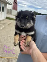 Red female, a female Pomeranian for sale in Rome City, IN – 1 of 7