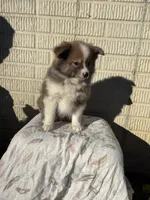 Standard tri boy pom, a male Pomeranian for sale in Rome City, IN – 9 of 10