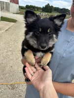 Red female, a female Pomeranian for sale in Rome City, IN – 4 of 7