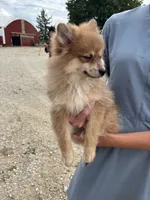 Tan female, a female Pomeranian for sale in Rome City, IN – 6 of 6