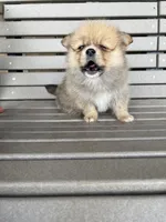 Tan female, a female Pomeranian for sale in Rome City, IN – Photo 5 of 10