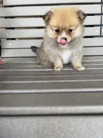Tan female, a female Pomeranian for sale in Rome City, IN – Photo 6 of 10