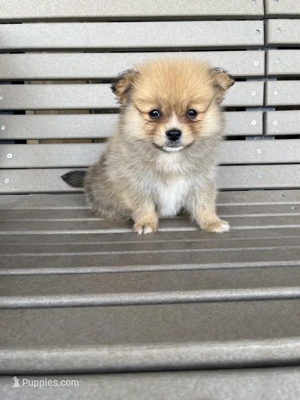 Tan female – Pomeranian puppy for sale in Rome City, IN
