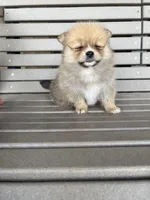 Tan female, a female Pomeranian for sale in Rome City, IN – Photo 3 of 10