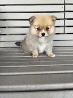 Tan female, a female Pomeranian for sale in Rome City, IN – Photo 4 of 10