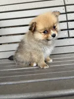 Tan female, a female Pomeranian for sale in Rome City, IN – Photo 8 of 10