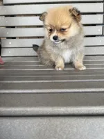 Tan female, a female Pomeranian for sale in Rome City, IN – Photo 7 of 10