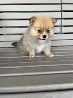 Tan female, a female Pomeranian for sale in Rome City, IN – Photo 2 of 10