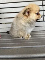 Tan female, a female Pomeranian for sale in Rome City, IN – Photo 10 of 10