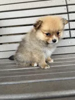 Tan female, a female Pomeranian for sale in Rome City, IN – Photo 9 of 10