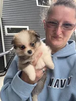 Tri-colored teacup female, a female Pomeranian for sale in Rome City, IN – 6 of 8