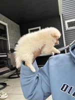 White male teacup, a male Pomeranian for sale in Rome City, IN – 3 of 7