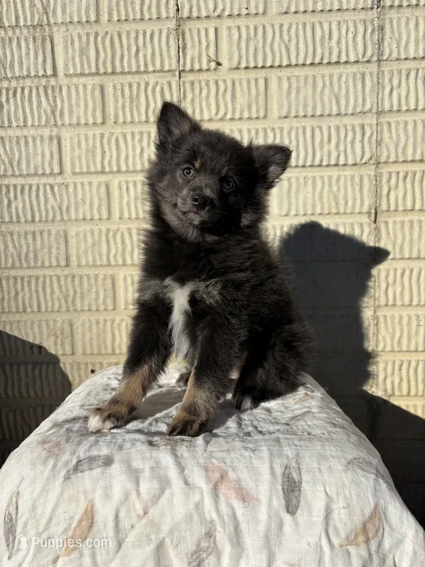 Standard blue female pom – Pomeranian puppy for sale in Rome City, IN