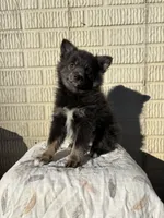 Standard blue female pom, a female Pomeranian for sale in Rome City, IN – 1 of 10