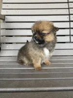 Darker female, a female Pomeranian for sale in Rome City, IN – Photo 8 of 10
