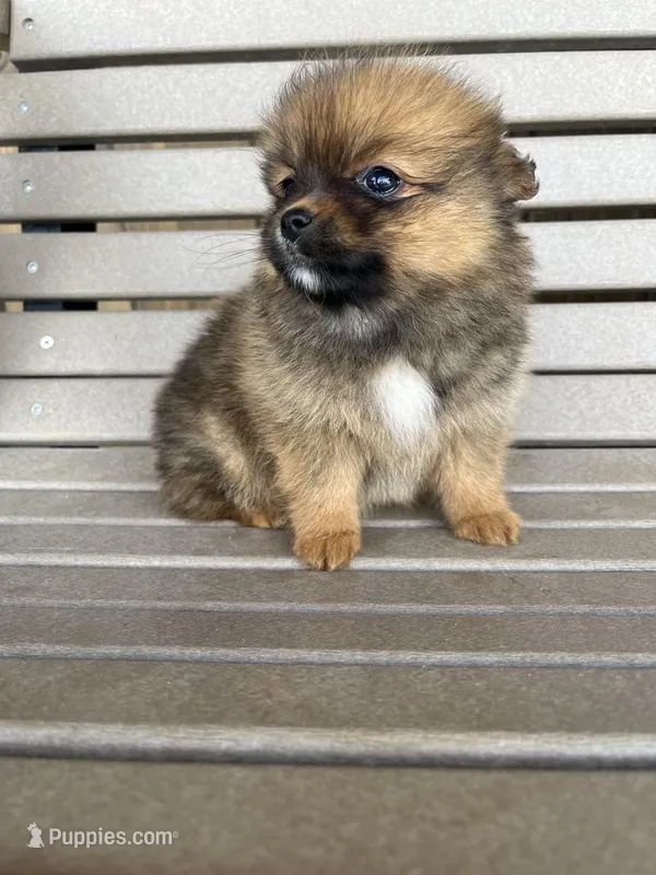 Darker female – Pomeranian puppy for sale in Rome City, IN