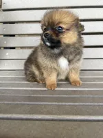 Darker female, a female Pomeranian for sale in Rome City, IN – Photo 1 of 10