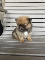 Darker female, a female Pomeranian for sale in Rome City, IN – Photo 5 of 10