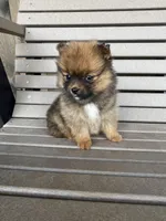 Darker female, a female Pomeranian for sale in Rome City, IN – Photo 3 of 10