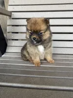 Darker female, a female Pomeranian for sale in Rome City, IN – Photo 7 of 10