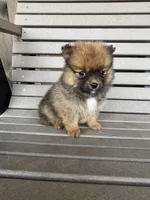 Darker female, a female Pomeranian for sale in Rome City, IN – Photo 2 of 10