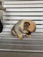 Darker female, a female Pomeranian for sale in Rome City, IN – Photo 6 of 10