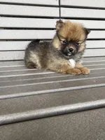 Darker female, a female Pomeranian for sale in Rome City, IN – Photo 10 of 10
