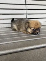 Darker female, a female Pomeranian for sale in Rome City, IN – Photo 9 of 10