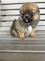 Darker female, a female Pomeranian for sale in Rome City, IN – Photo 4 of 10