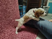 processed/ee2d3e0e-a969-4ee0-8877-e89e985400a9/listing/a1a7e02a-3b9e-452f-ac2e-e73b51680305/c0d33115-20ee-457a-a1e2-0acd500fd3d8