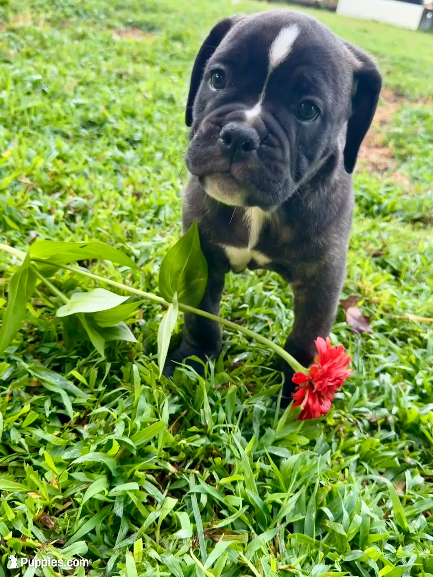 Bravo, a male Olde English Bulldogge for sale in Viola, AR – 8 of 10