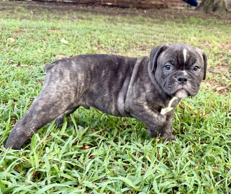Charlie – Olde English Bulldogge puppy for sale in Viola, AR