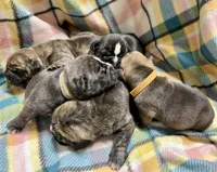 Bravo, a male Olde English Bulldogge for sale in Viola, AR – 3 of 5