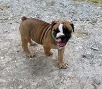 Alpha, a male Olde English Bulldogge for sale in Viola, AR – 2 of 9