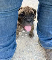 Delta, a female Olde English Bulldogge for sale in Viola, AR – 3 of 10