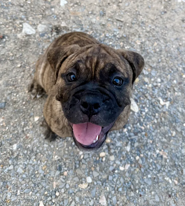 Delta – Olde English Bulldogge puppy for sale in Viola, AR
