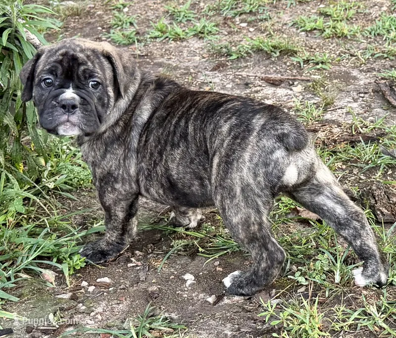 Echo – Olde English Bulldogge puppy for sale in Viola, AR
