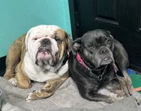Delta, a female Olde English Bulldogge for sale in Viola, AR – 2 of 4