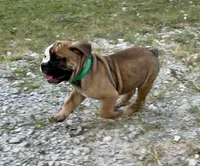 Alpha, a male Olde English Bulldogge for sale in Viola, AR – 4 of 9
