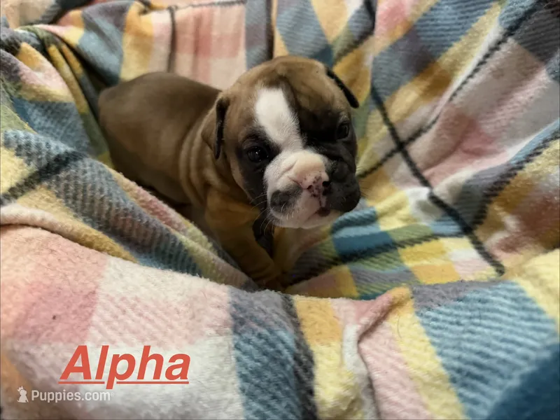 Alpha – Olde English Bulldogge puppy for sale in Viola, AR