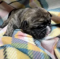 Echo, a female Olde English Bulldogge for sale in Viola, AR – 2 of 4