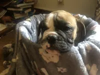 Alpha, a male Olde English Bulldogge for sale in Viola, AR – 6 of 9