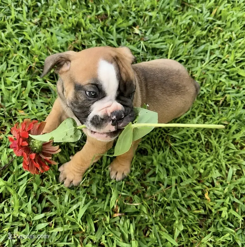 Alpha – Olde English Bulldogge puppy for sale in Viola, AR