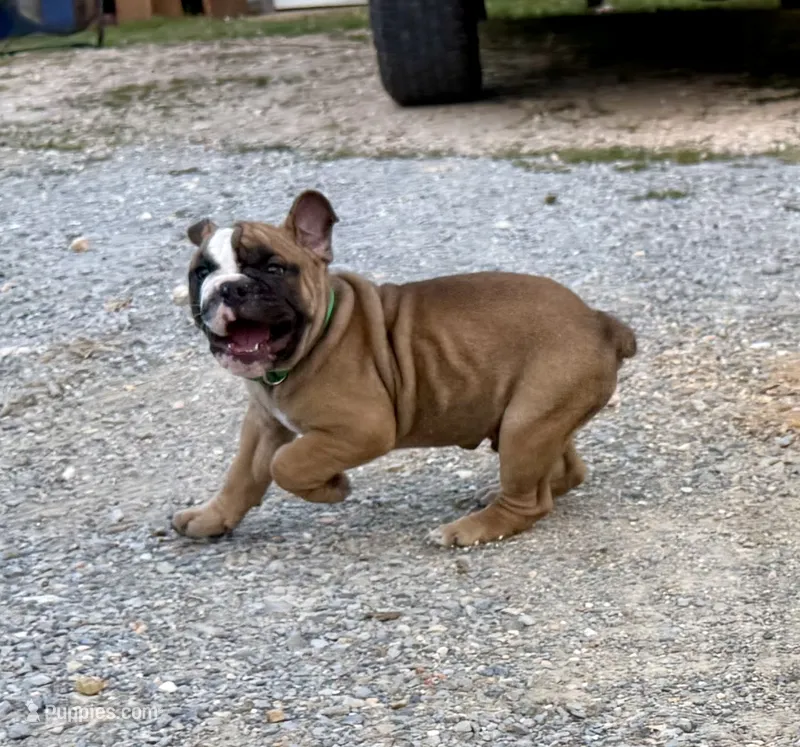 Alpha – Olde English Bulldogge puppy for sale in Viola, AR